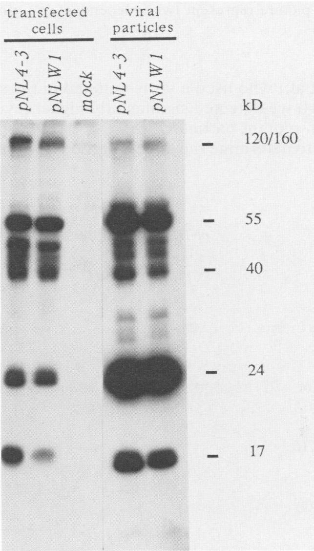 yielded a spreading infection, but the peak of RT activity in the pnlw1 culture was delayed 5 days compared with the wild-type transfection (Fig. 3B).