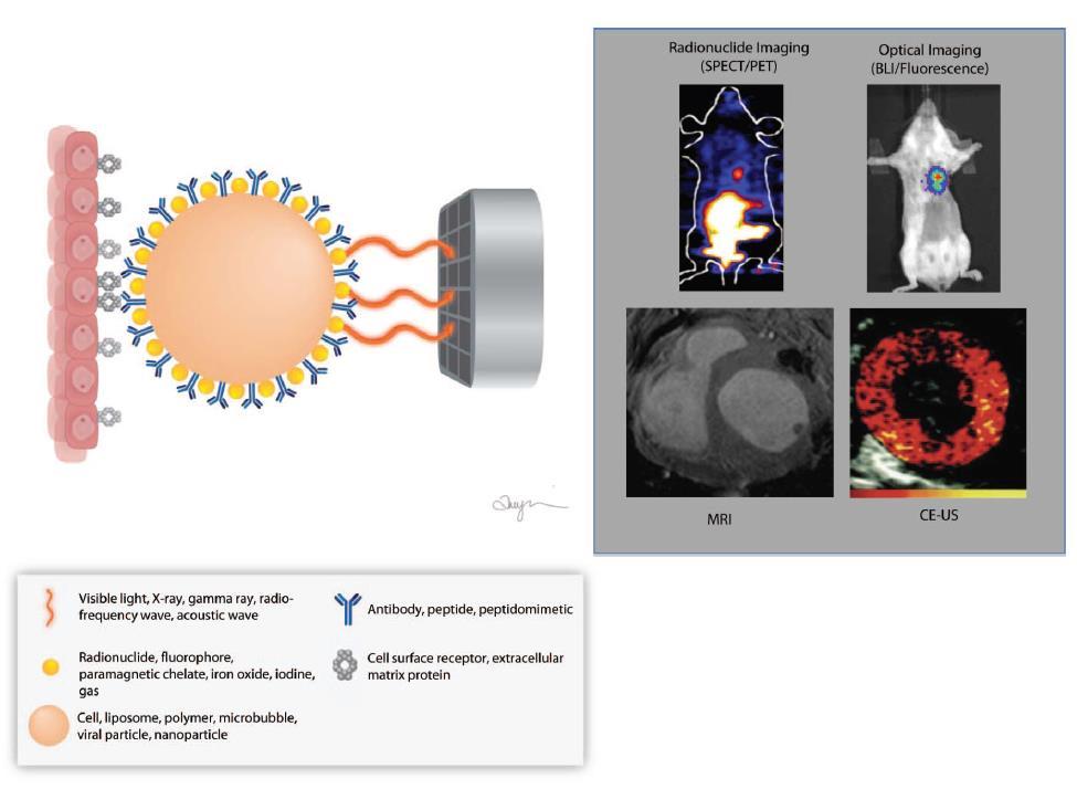 Concepts in Molecular Imaging Probe (carrier) - Ligand