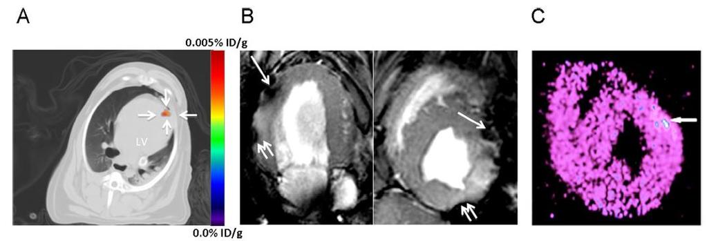 In Vivo Imaging of Autologous ipsc PET-CT MRI, T2W GRE Ex vivo MicroPET Canine ipsc dual labeled with HSVttk reporter gene
