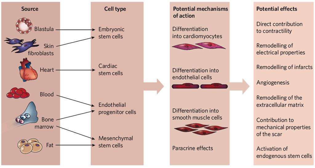 Stem-cell Therapy for Cardiac