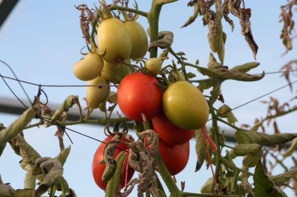 Effects on tomato yield Dull color of fruit.