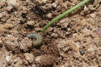 Insects Associated with Seedlings/Plant