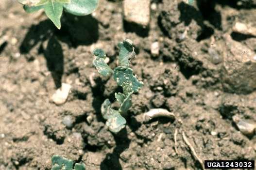 Cabbage Flea Beetle Lesson Learned Conditions that favor rapid seedling