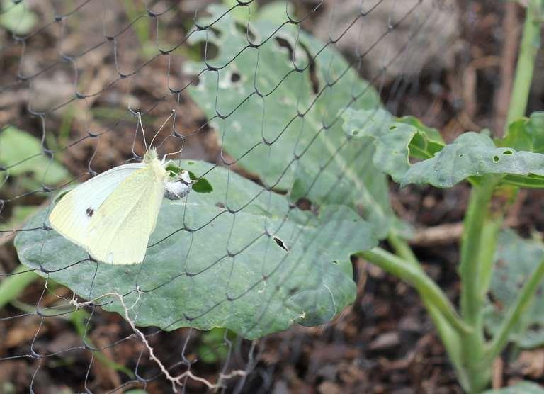 Cabbage butterfly unable to