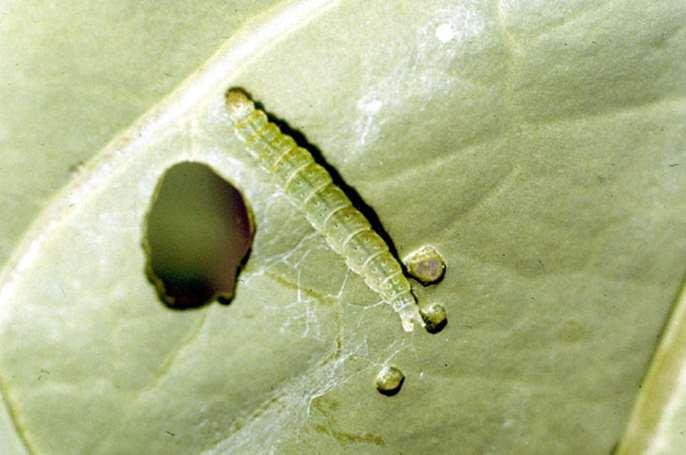 Diamondback moth caterpillars often respond vigorously to being