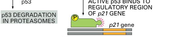 Damaged DNA p53