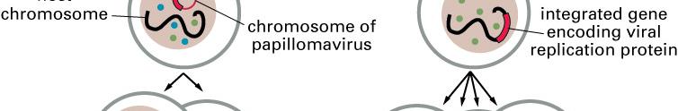 papilloma virus genome