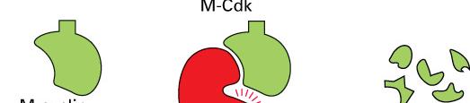 Cyclin-dependent Kinase (CDK) Nuclear
