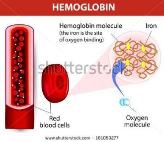 Thalassemias The major form of hemoglobin circulating in the blood is hemoglobin A 4 chains of proteins bound together with iron bound to each chain o Thalassemias have reduced or absent production