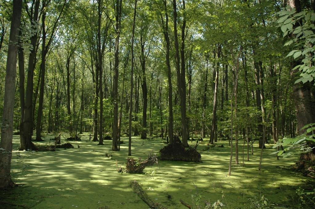 Moving through a swamp Swamp = OCD-related inner experiences and triggers Exposure = learning how to handle whatever comes up while still moving forward through swamp Willingness to go into the swamp