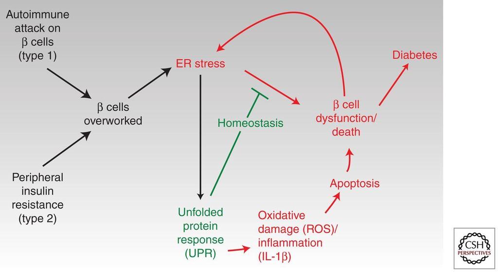 Role Of ER Stress In Diabetes Papa F R