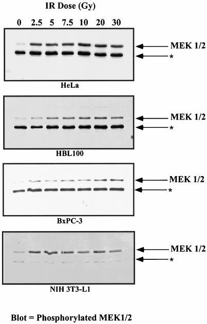 Role of MEK2 in G 2 /M Checkpoint Recovery 2735 FIG. 1. MEK1 and MEK2 are phosphorylated in response to ionizing radiation.