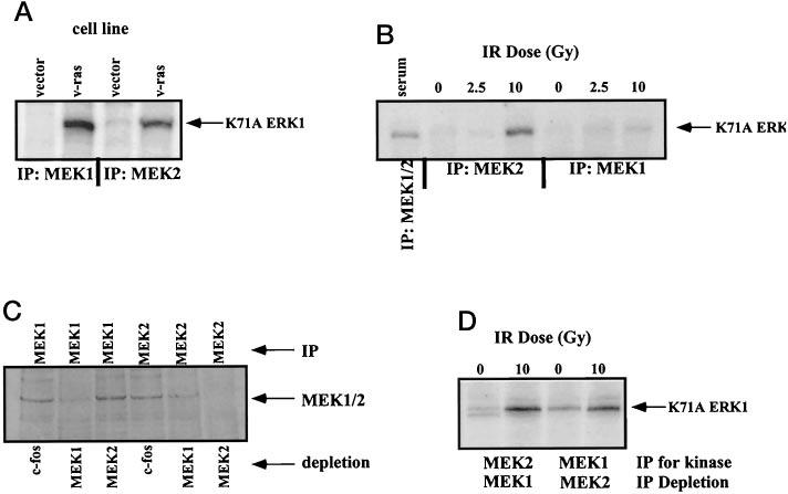 2736 Role of MEK2 in G 2 /M Checkpoint Recovery FIG. 2.MEK1 and MEK2 are activated by ionizing radiation.