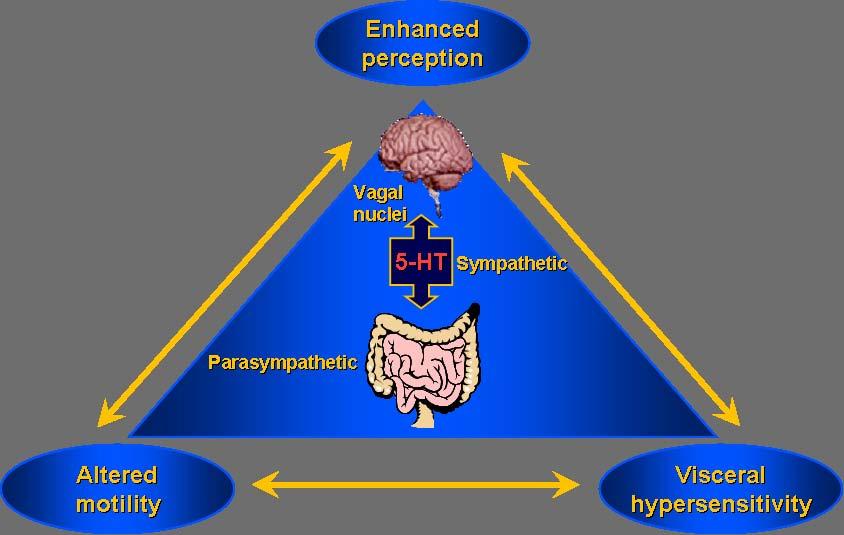 Brain-gut connection in IBS Adapted from Camilleri and Choi, Aliment Pharmacol Ther 1997; 11: 3 Hunt and