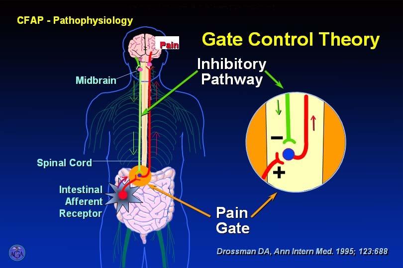 Serotonergi c Colon Brain - Gut Inhibitory Pain