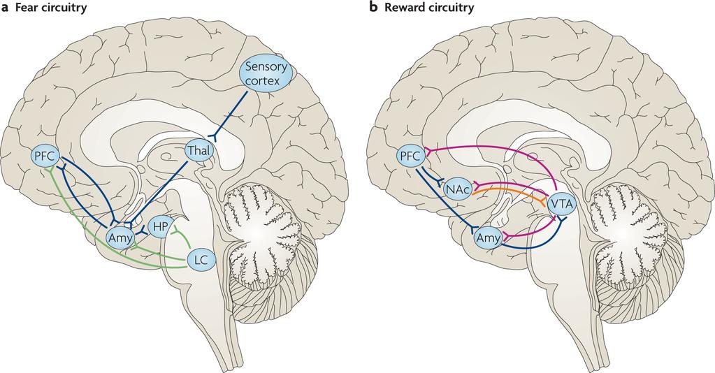 Feder et al. Page 23 Figure 3. Neural circuitries of fear and reward A simple schematic of the key limbic regions in the fear and reward circuitries.