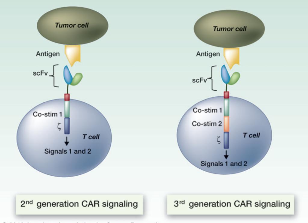 Chimeric Antigen Receptors Homogenize Antigen Specificity of killer T cells bringing more soldiers to the fight T cells are isolated from the patient s blood and modified to express a receptor
