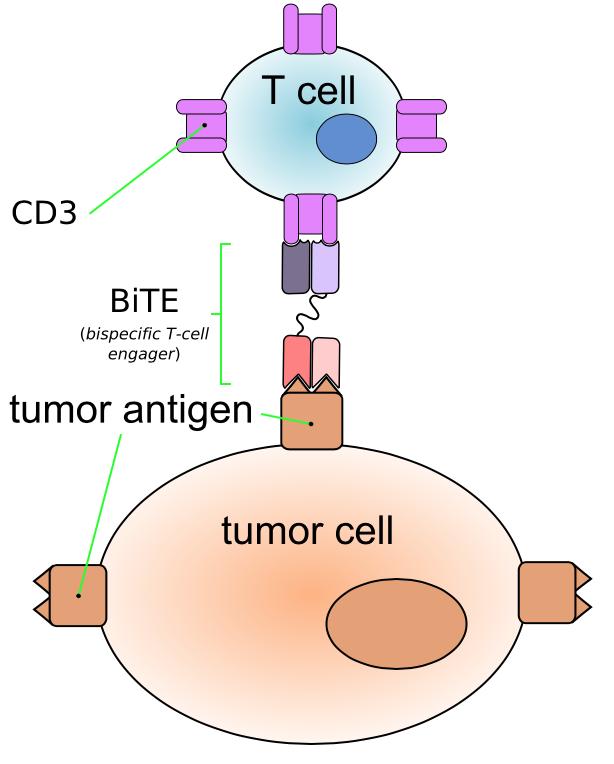 Bispecific T cell Engager (BiTE) Antibodies to Redirect T Cell Specificity Toward the Tumor BiTEs are antibodies with two specificities; one specificity at each end that are linked so that they