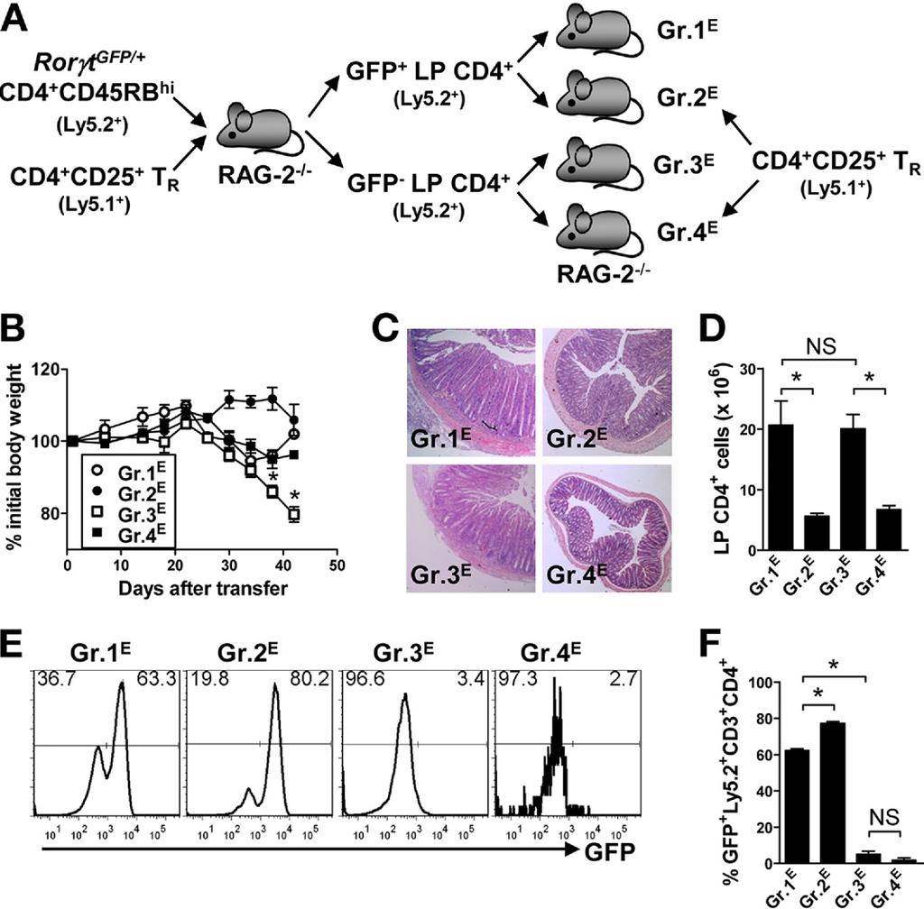 1020 SUJINO ET AL GASTROENTEROLOGY Vol. 141, No. 3 Figure 5. T R cells suppress the development of colitis induced by ROR t or ROR t CD4 T cells resided in noncolitic mice. (A) Transfer protocol E.