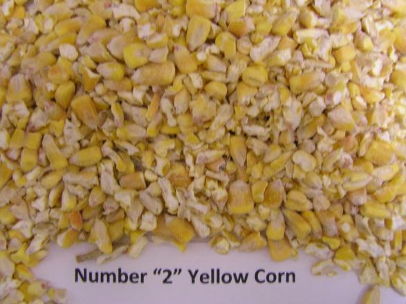 The Feeding Value of Heat Damaged Corn Grain in Cattle Diets A.S.