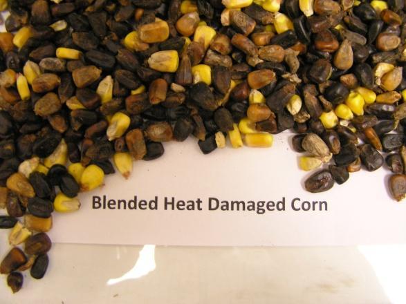 fire, takes on a roasted appearance ranging from a slight brownish tint to black. This grain can be salvaged and used in cattle rations.
