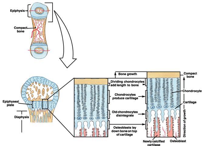 by division and activity of mature chondrocytes BONE produced by the activity of osteoblasts