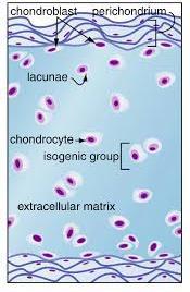 Hyaline cartilage PERICHONDRIUM CELLS (CHONDROCYTES) MATRIX o Peri=outer o Vascular connective tissue membrane formed of 2 layers: 1) Outer fibrous layer: dense fibrous