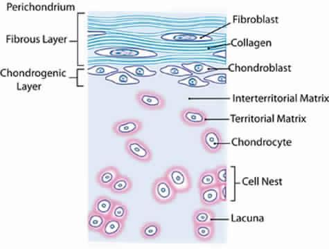 called lacunae Young chondrocytes: small & present singly in their lacunae Mature chondrocytes: large & found singly or in groups of 2, 4 or 6 cells in their lacunae (cell