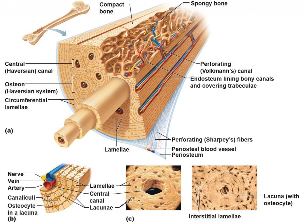Compact bone = (Cortical bone) o It is found in the diaphysis of long bones o Consists of: Periosteum (casing): 1) Outer fibrous layer 2) Inner osteogenic layer Endosteum (cavity) Bone cells Bone