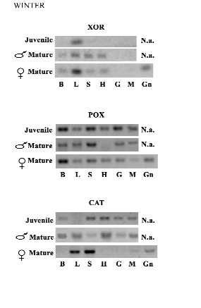 Cloning and expression pattern of a POX XOR, and CAT Figure 2.