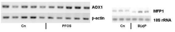 Molecular characterisation of β-oxidation in aquatic organisms AOX1 Mussel MFP1 Mullet Figure 6: Expression of palmitoyl-coa oxidase 1 (AOX1) in the digestive gland of 5 mussels exposed to PFOS for 2