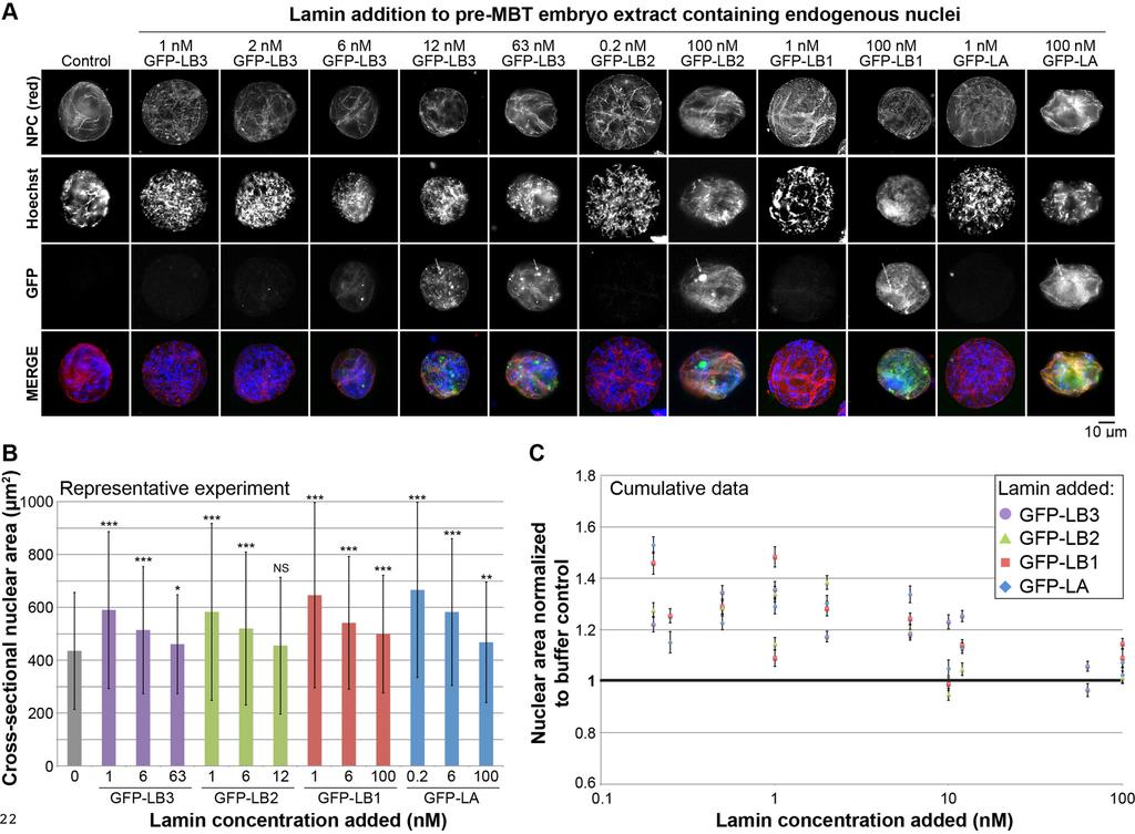 FIGURE 4. Lamin concentrations affect nuclear size in X. laevis embryo extracts. A, embryo extracts containing endogenous embryonic nuclei were prepared from X. laevis embryos at early stage 8.