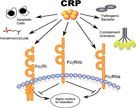 C-reactive protein (CRP) Clinical significance of CRP: CRP increased in: Viral and bacterial infections Myocardial infarction (MI) or cardiovascular disease.
