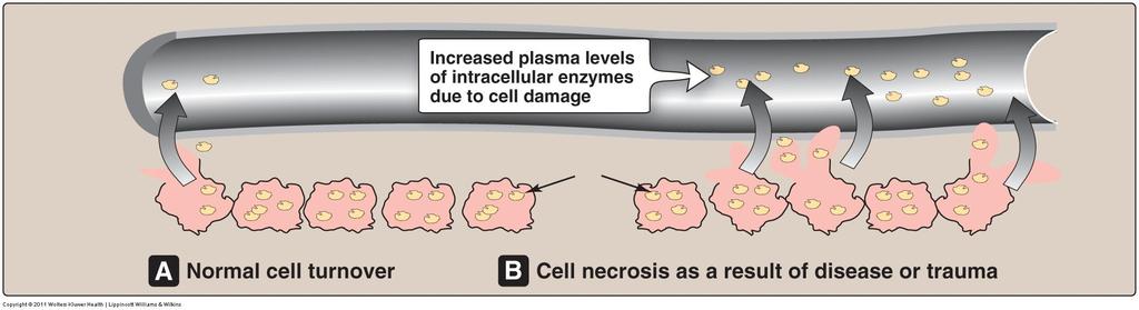 Enzymes Clinical Diagnosis Plasma enzymes can be classified into two major groups. First, enzymes are secreted into the blood.. Example, enzymes involved in blood coagulation.