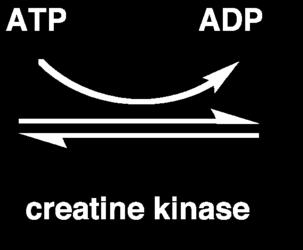 Creatine kinase (CK) Creatine Kinase exists as dimeric molecules composed of M and B subunits that form the isoenzymes CK-MM, CK-MB, and CK-BB. CK-MM are distributed primarily in the skeletal muscle.
