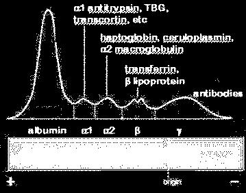 albumin, α1-globulins, α2-globulins,