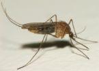 of First Positive Findings in a Mosquito Pool,