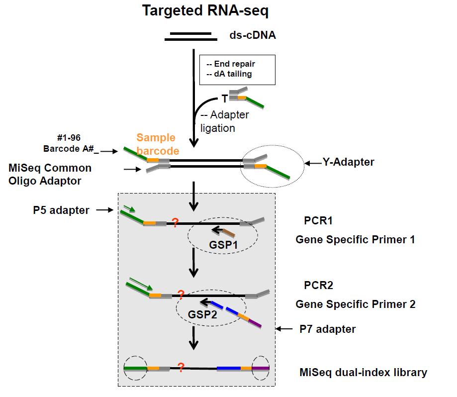 Anchored multiplexed PCR (AMP) assay