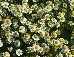 The curative effect of chamomile has been known by physicians since 2500 years.