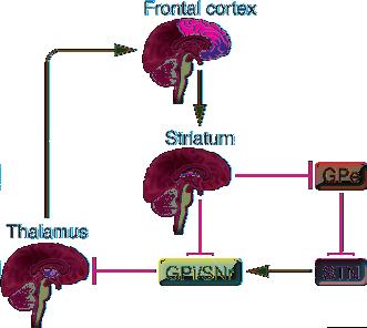 Figure 2 The cortico-striato-thalamo-cortical circuit in a healthy individual.