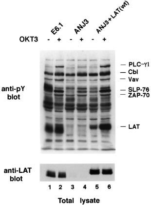 946 Reconstitution of a LAT-deficient T cell line expression of CD69 in ANJ3 cells could be induced following reconstitution of this cell with the LAT molecule (Fig. 3D).