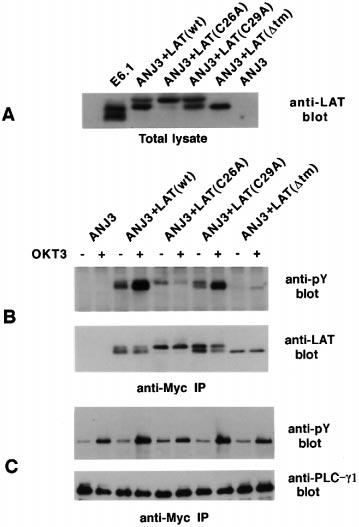 Reconstitution of a LAT-deficient T cell line 949 Fig. 7. Tyrosine phosphorylation of LAT and PLC-γ1 in ANJ3-derived clones.