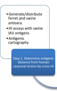 Step 1 continued Swine-human antigenic distance St Jude s: Richard Webby and Stacey Shultz Cherry HI with swine isolates obtained through SJCEIRS with panel of swine & ferret antisera.