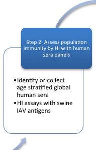 Step 2 Population immunity to swine strains JHCEIRS: Andy Pekosz Collect a stratified by age human serum panel from communitybased sampling in NY.