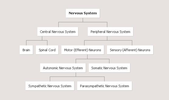 2401 : Anatomy/Physiology Page 2 of 6 This motor division of the PNS has an additional two functional subdivisions A. The Somatic Nervous system.