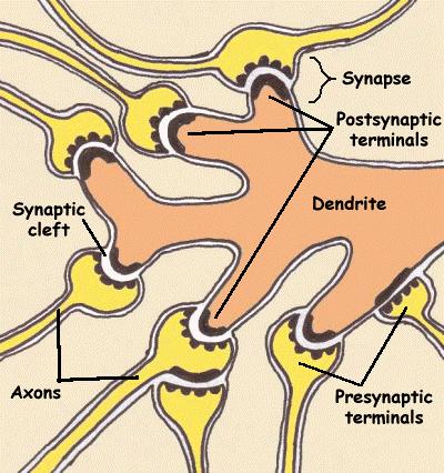 2401 : Anatomy/Physiology Page 4 of 6 The Synapse This is the special site where two neurons communicate with each other.