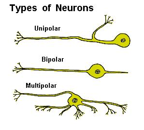 Page 5 of 6 2401 : Anatomy/Physiology Classification of Neurons Structural Classification Multipolar neurons Typical neuron displays numerous branching dendrites and a single axon.