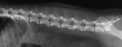 kutya-macska Radiography of the Spine 1. Survey radiograph 2.
