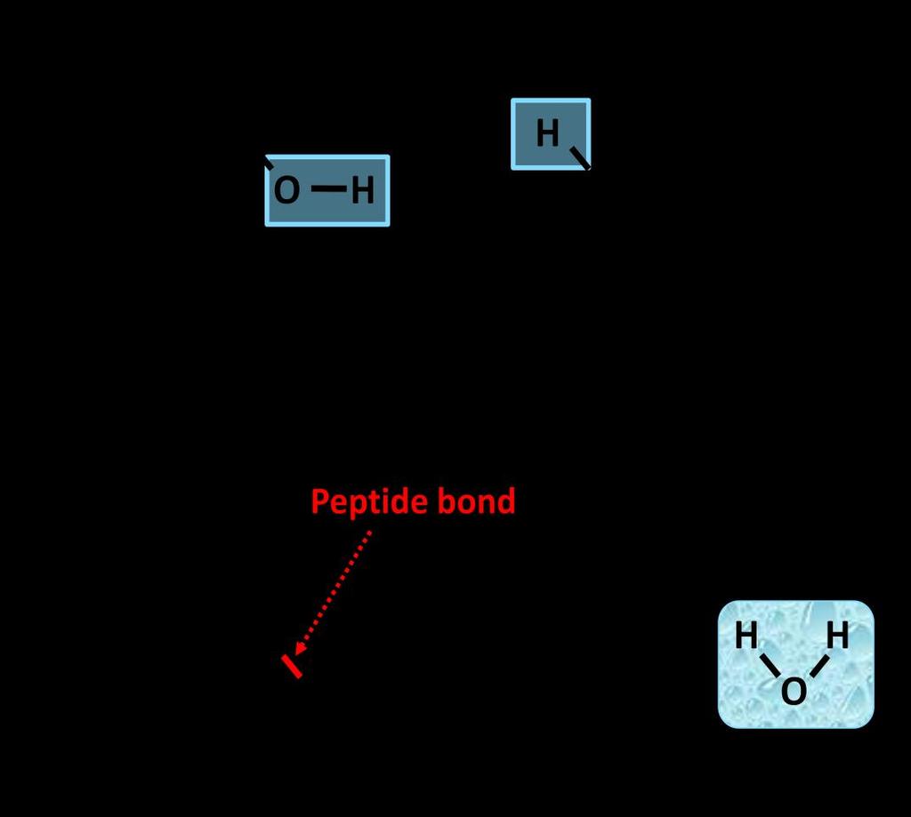Assembling and Breaking Down Polymers Living organisms such as yourself are continuously building polymers and breaking them down into monomers.