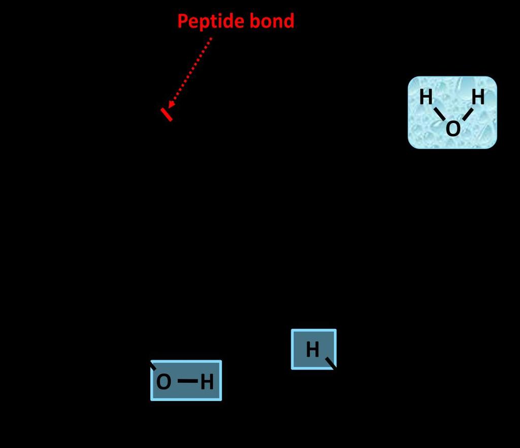 *Exercise 1C Assembling a polypeptide You will work with other members of your group to assemble a small polypeptide containing each of the amino acids your group has just built.